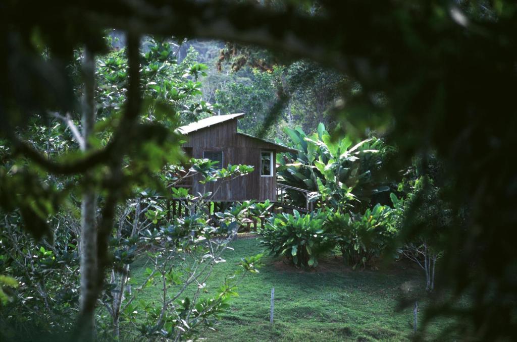 Selva Bananito Lodge Westfalia Rum bild