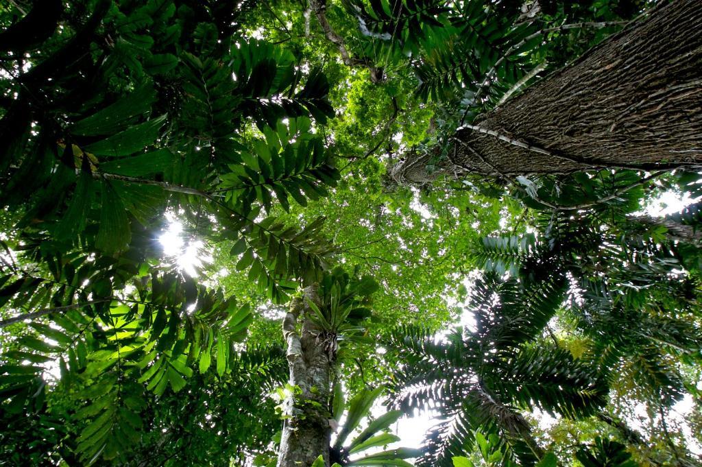 Selva Bananito Lodge Westfalia Exteriör bild